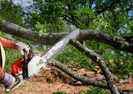 Best Lot and Land Clearing  in Ridgeville, SC